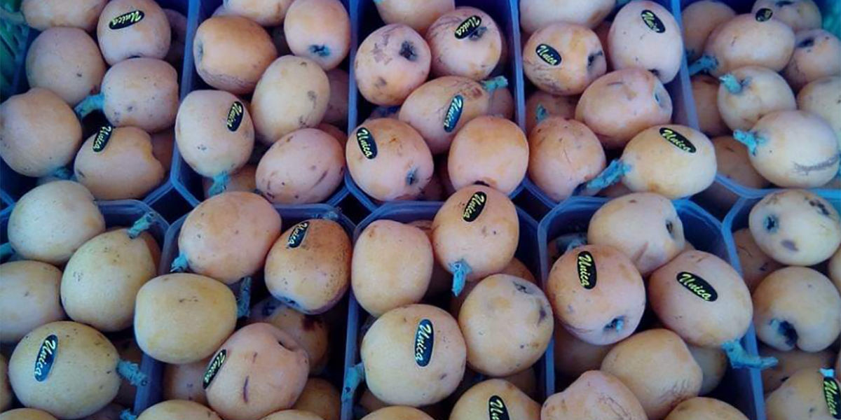 Nespole siciliane, ottime prospettive per l’inizio della stagione